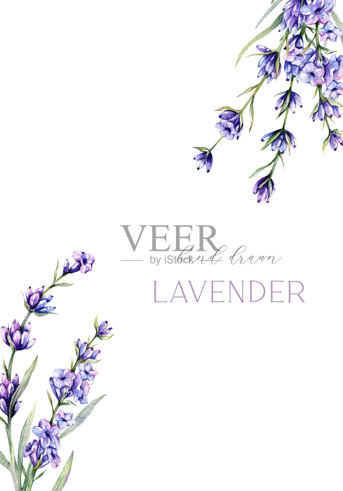 薰衣草水彩插图。手绘的薰衣草枝条,独立展示。薰衣草花背景。薰衣草水彩画。紫色花卉水彩。优雅的花卉设计模板。插画图片素材