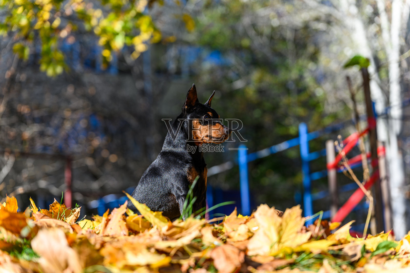 一只迷你杜宾犬在公园的黄色秋叶上专注地坐着。照片摄影图片