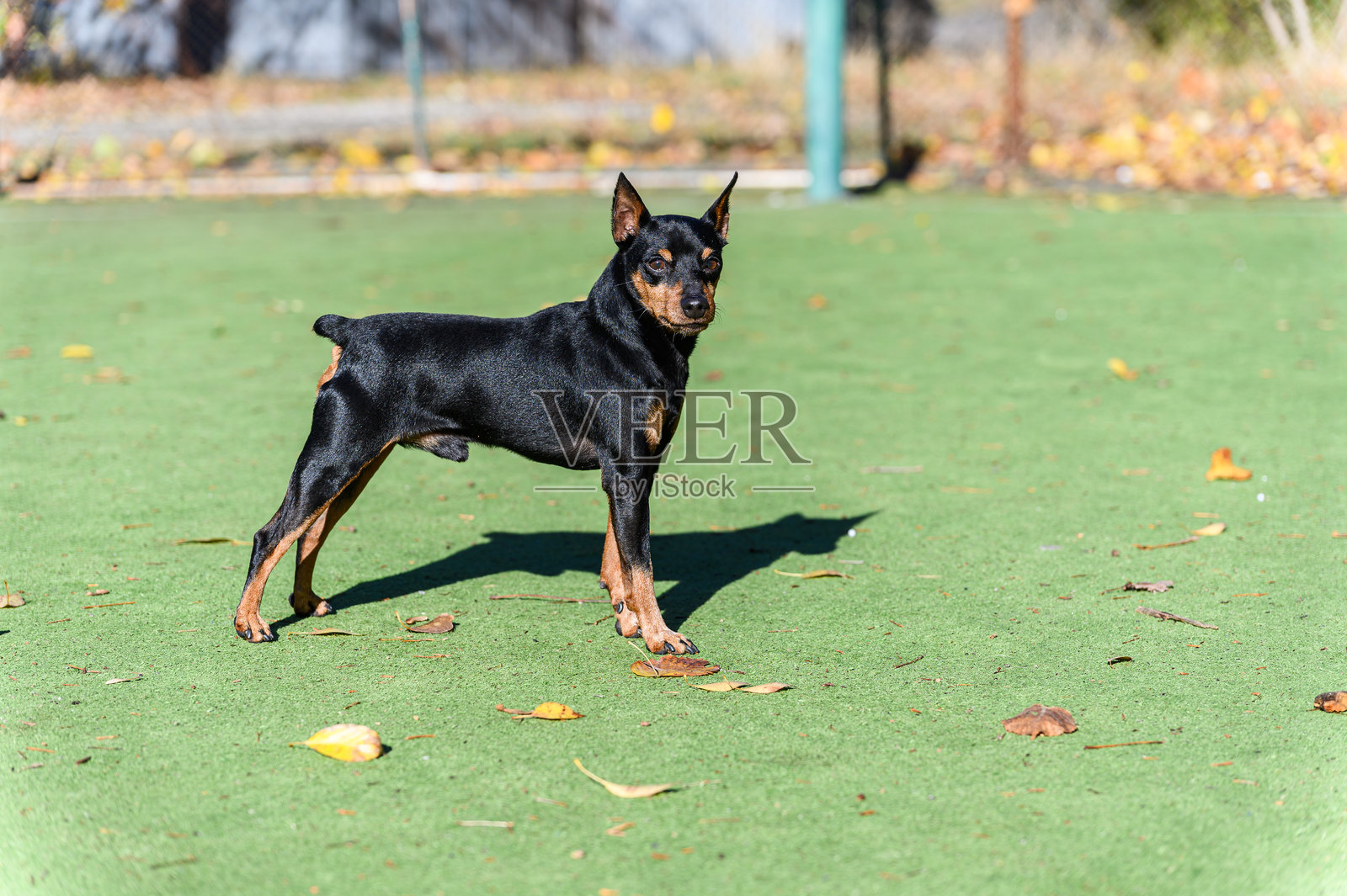 一只迷你杜宾犬站在人工绿草上。照片摄影图片