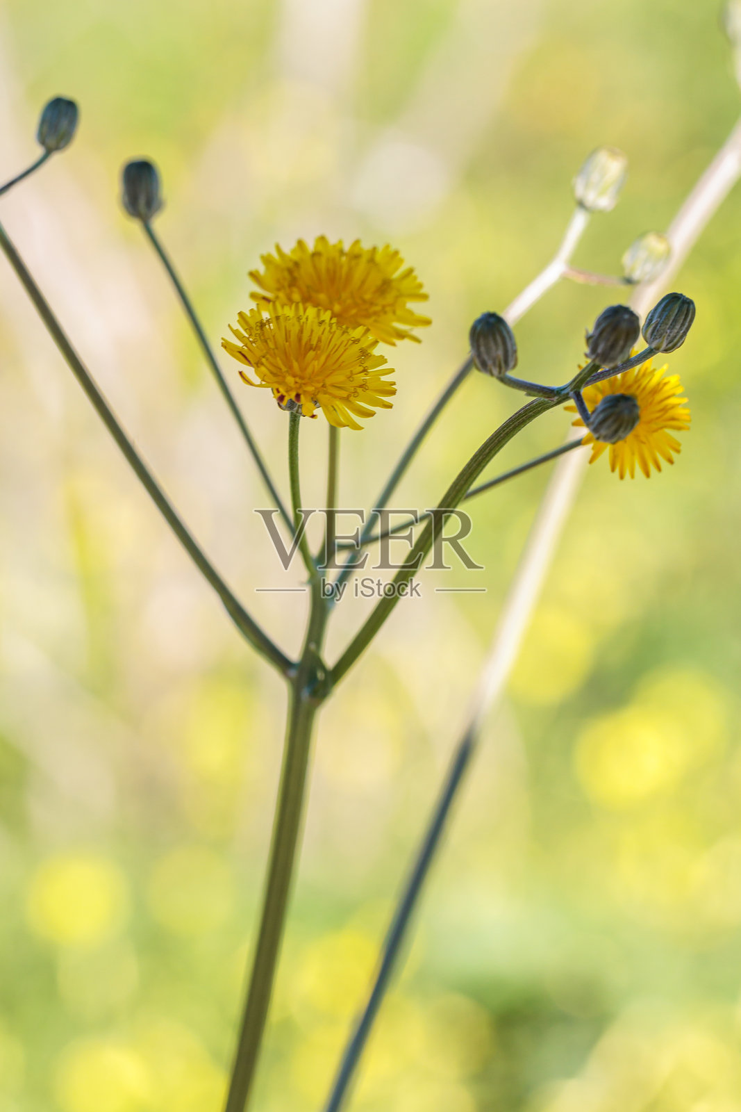 光滑的鹰嘴草在绿色草地上生长照片摄影图片