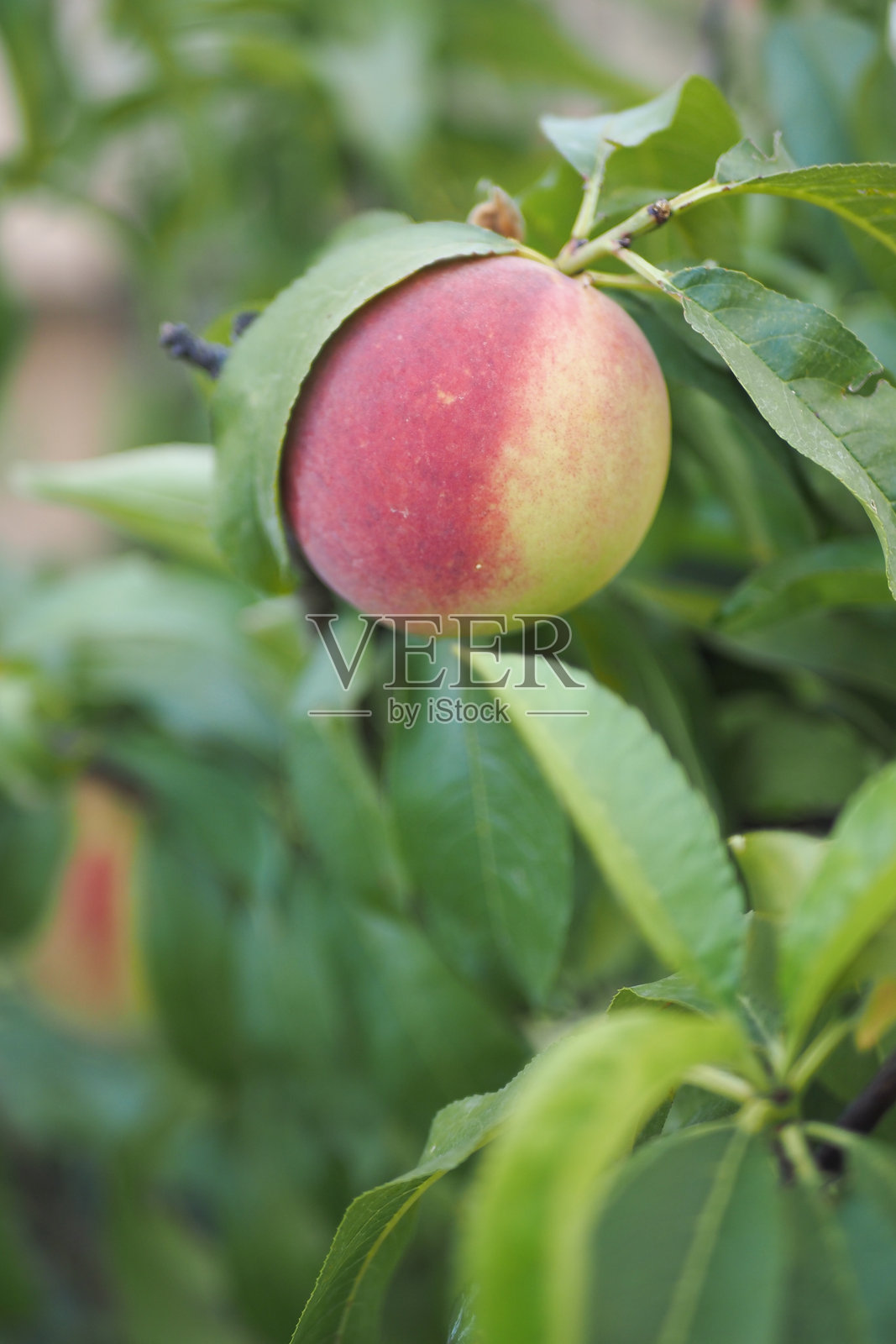 一颗成熟的桃子挂在果树上,周围环绕着郁郁葱葱的绿叶,在自然光下显得格外美丽。照片摄影图片
