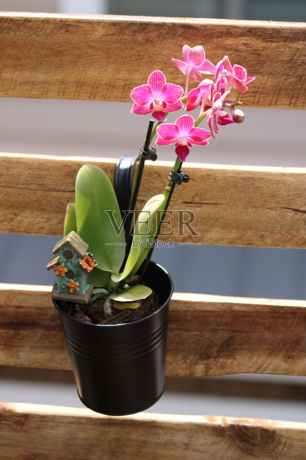 夏日阳光下的美丽花朵照片摄影图片