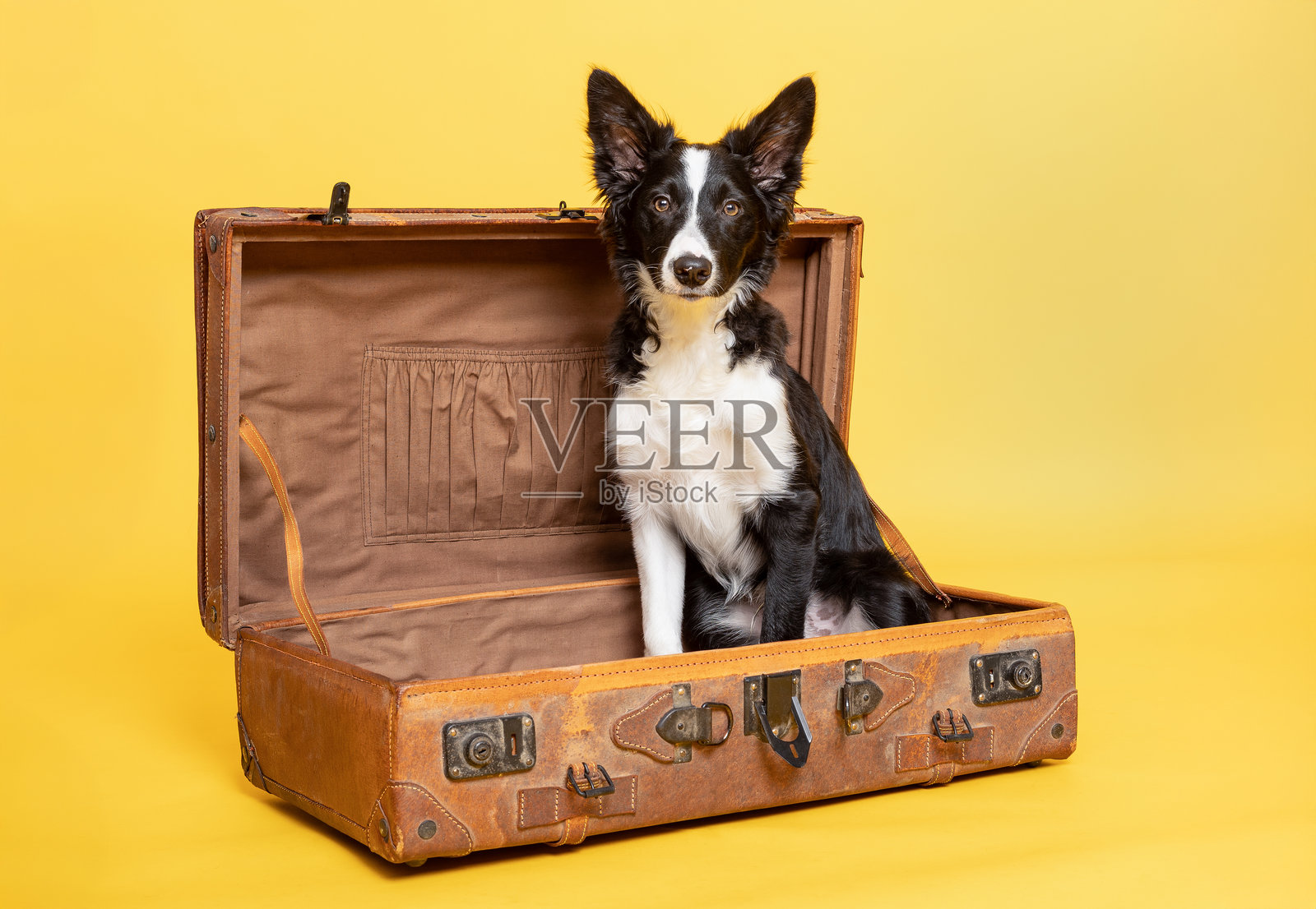 边境牧羊犬舒适地坐在复古行李箱上,背景是明亮的黄色。照片摄影图片