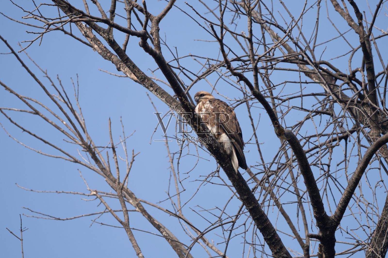 鹰栖息在树枝上,蓝天映衬。照片摄影图片