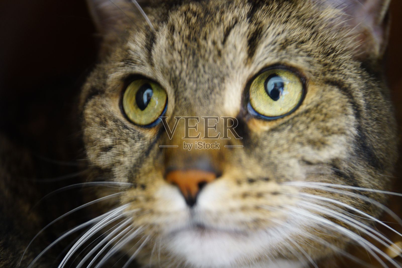 特写镜头下的虎斑猫脸庞,绿眼睛。照片摄影图片