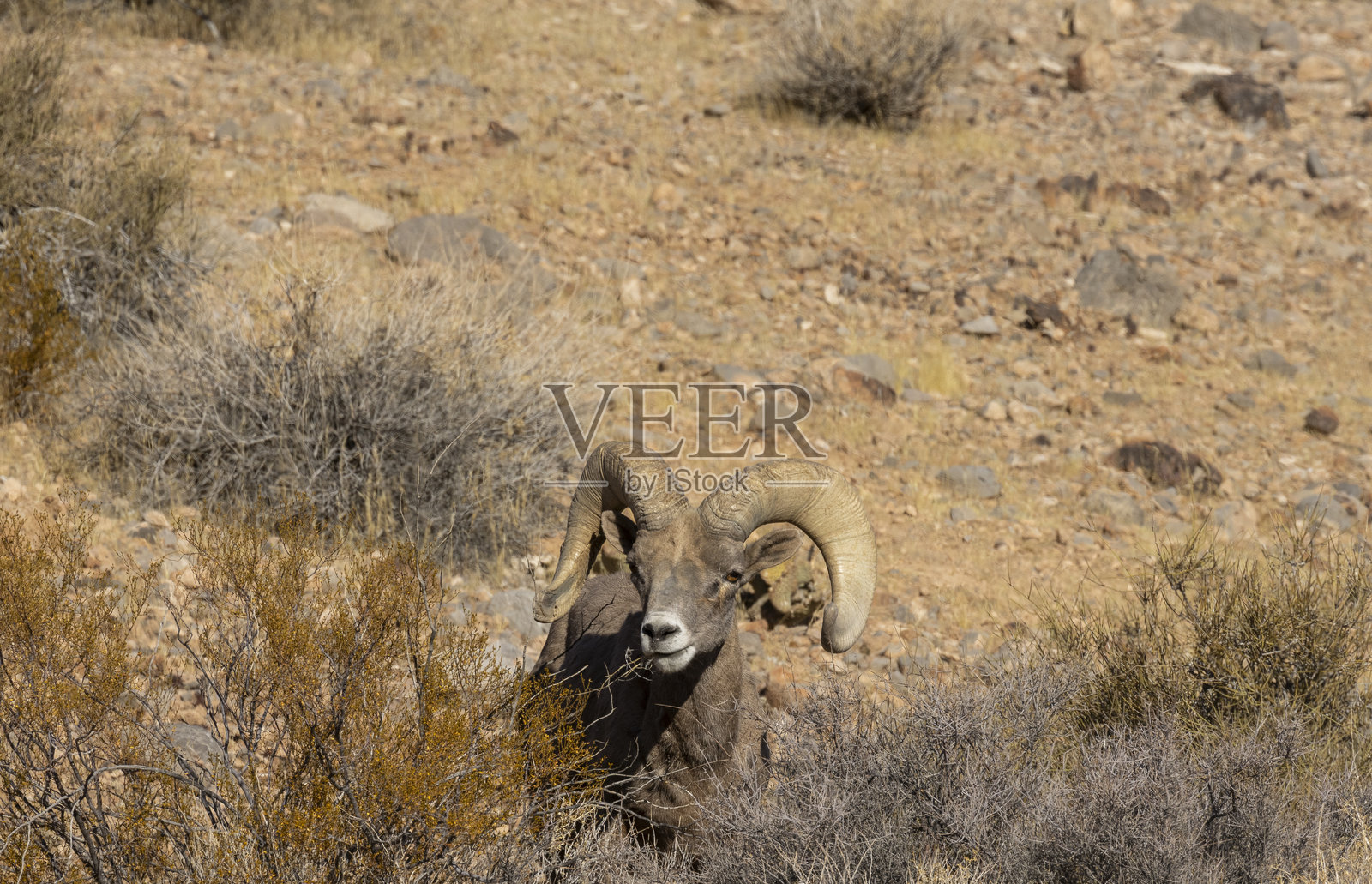 内华达沙漠中的沙漠大角羊公羊照片摄影图片