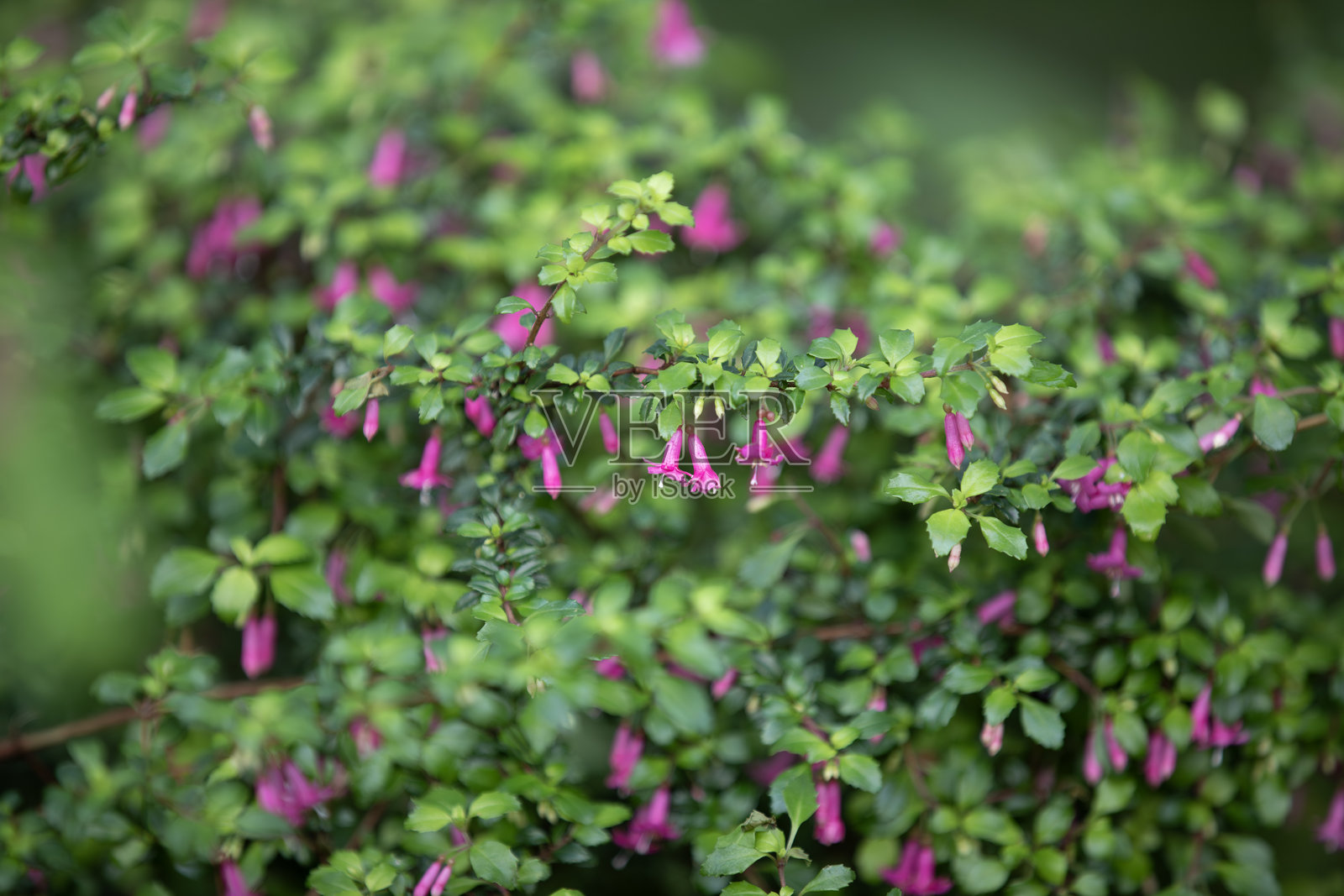 小叶紫茉莉(小叶紫茉莉或小叶紫茉莉)在野生动物保护区生长。照片摄影图片