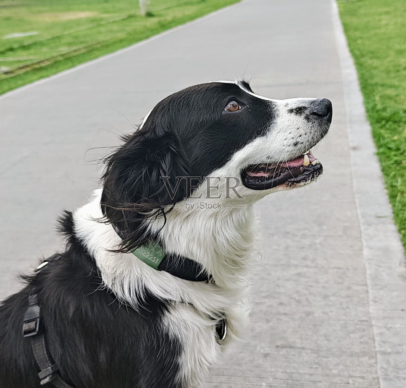 在公园里照片摄影图片