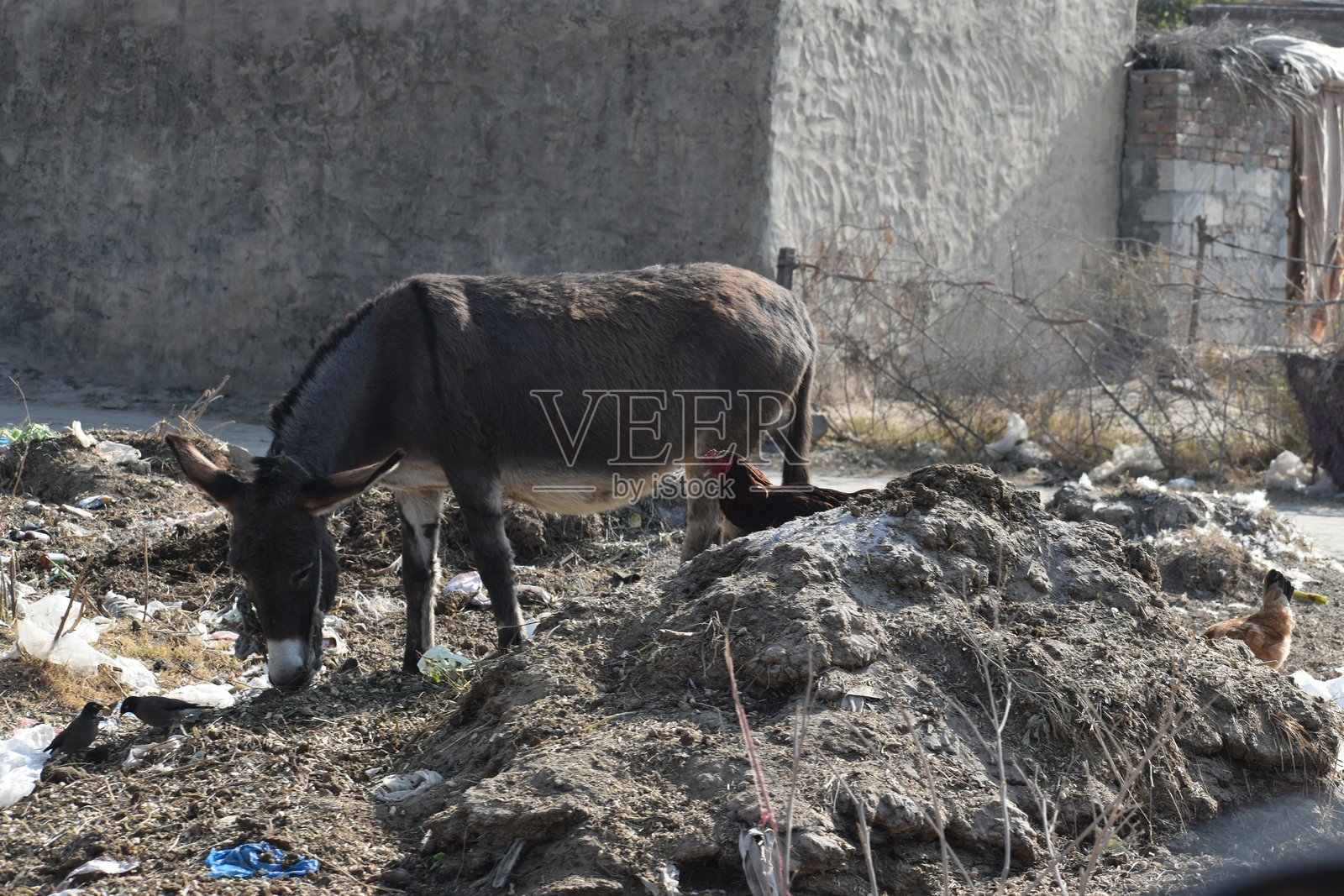 旅行照片摄影图片