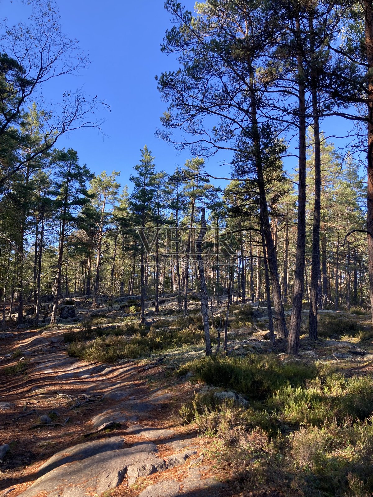 瑞典森林中的徒步旅行照片摄影图片