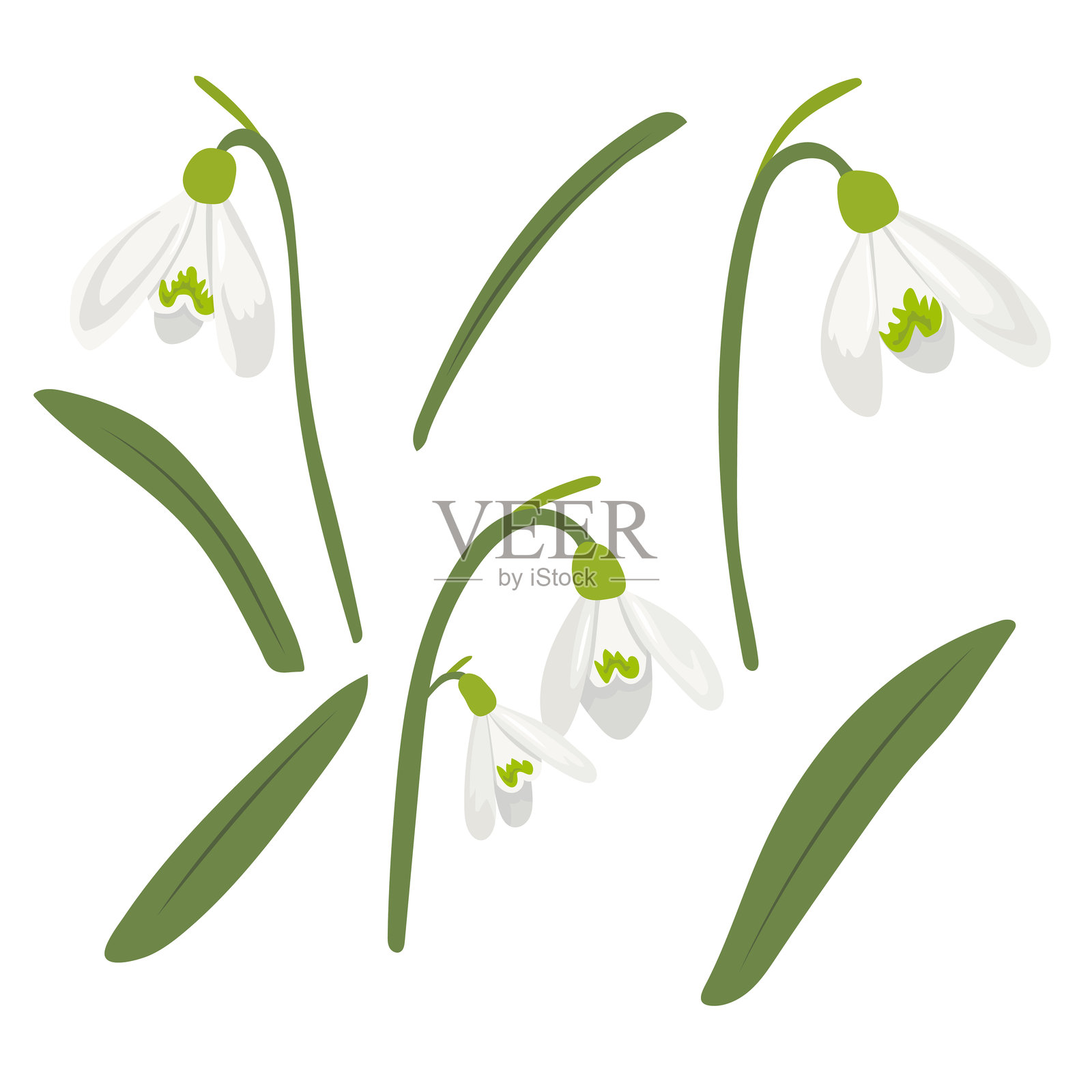 雪花莲花。矢量剪贴画插图,背景为纯色。插画图片素材