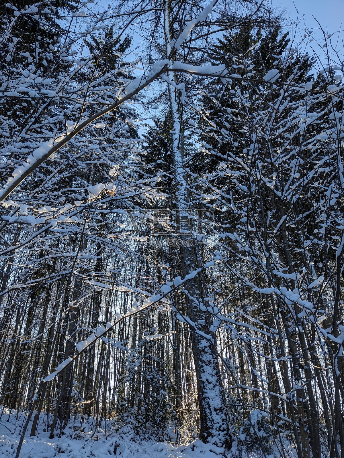 雪中的日落树木照片摄影图片