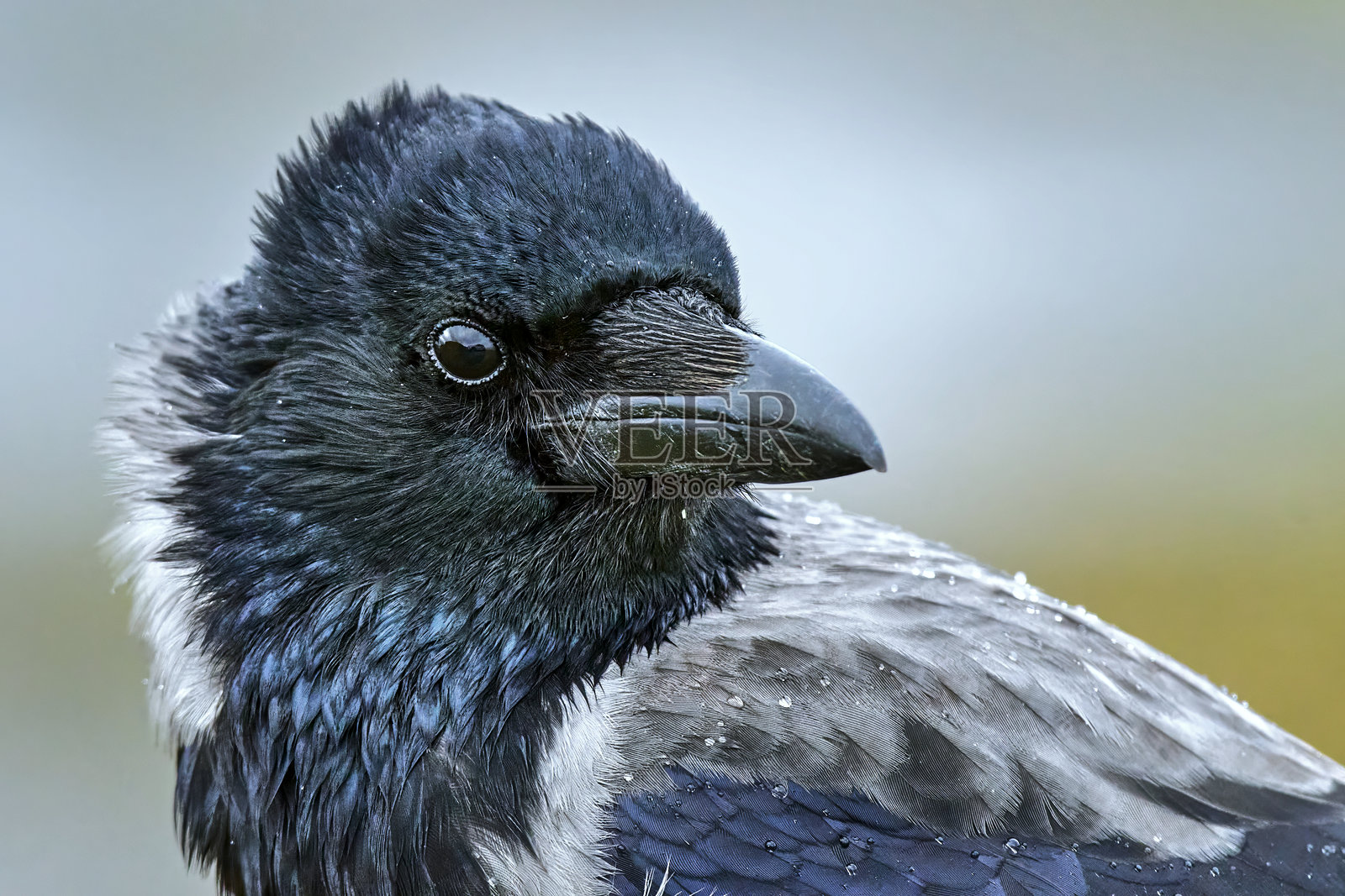 兜帽乌鸦肖像照片摄影图片