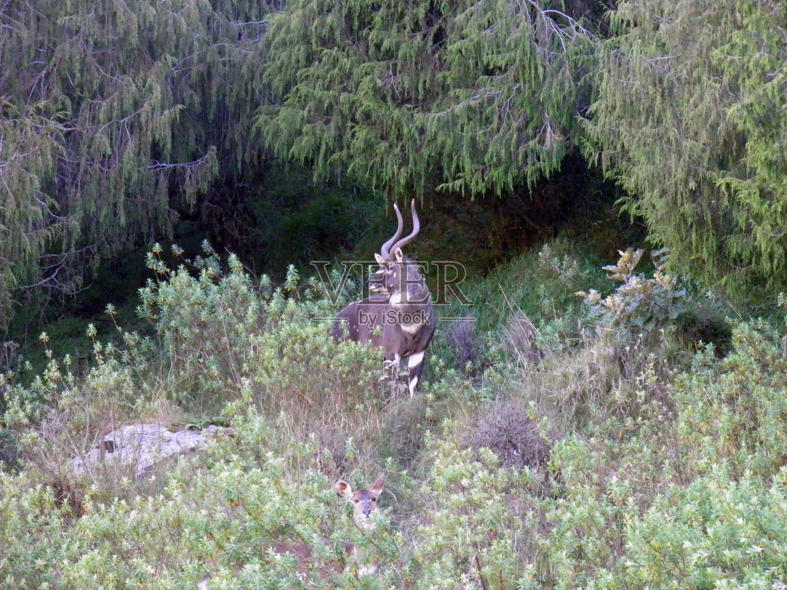 巴尔山国家公园的尼亚拉山羊(Tragelaphus buxtoni)照片摄影图片