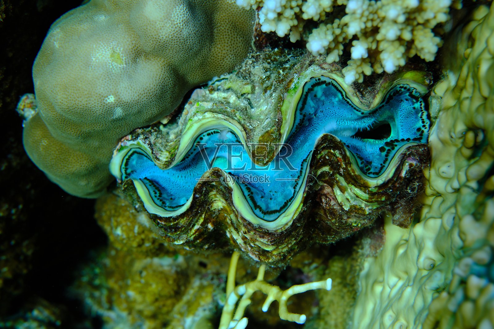 最大蛤蜊或小巨蛤蜊(Tridacna maxima)在水下的特写镜头照片摄影图片