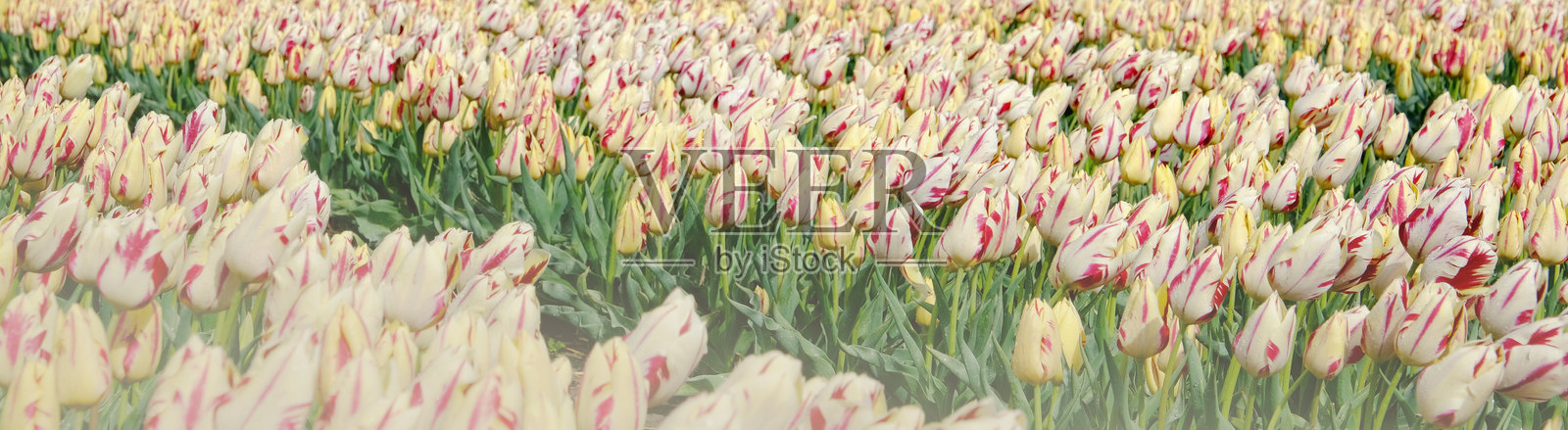 荷兰春季花田,盛开着米色郁金香。横幅。花卉背景。照片摄影图片