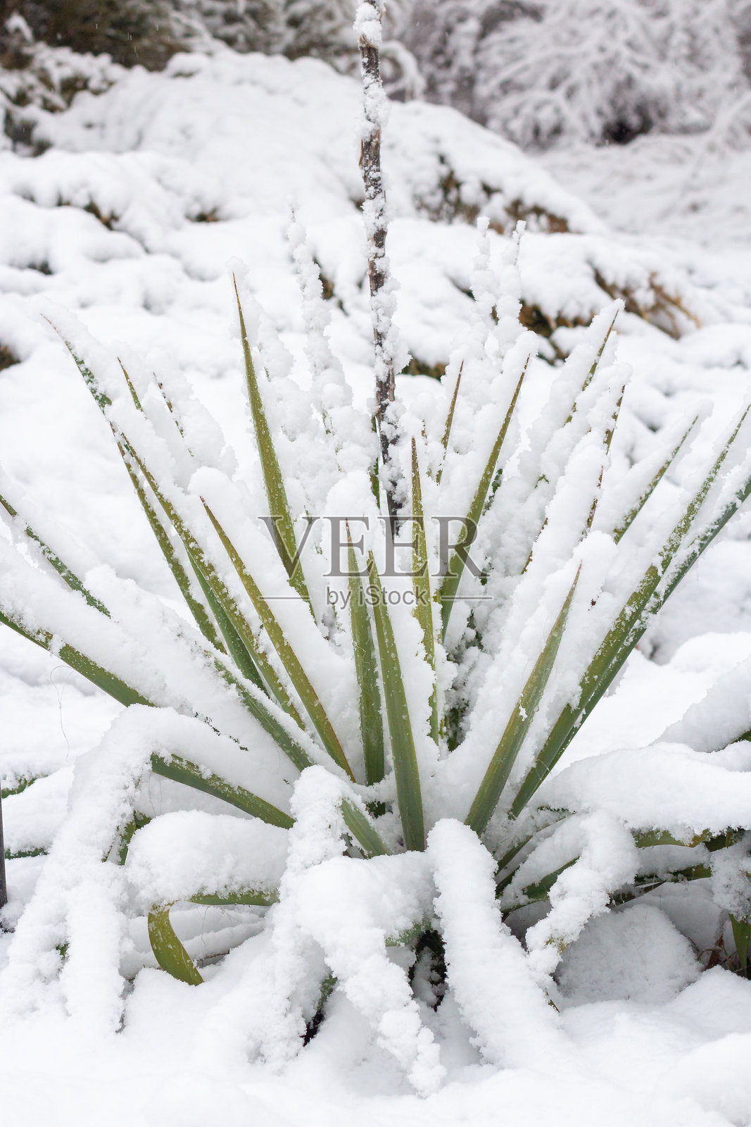 冬季风景,白雪覆盖的树木。城市公园中的树木和灌木被雪覆盖。照片摄影图片