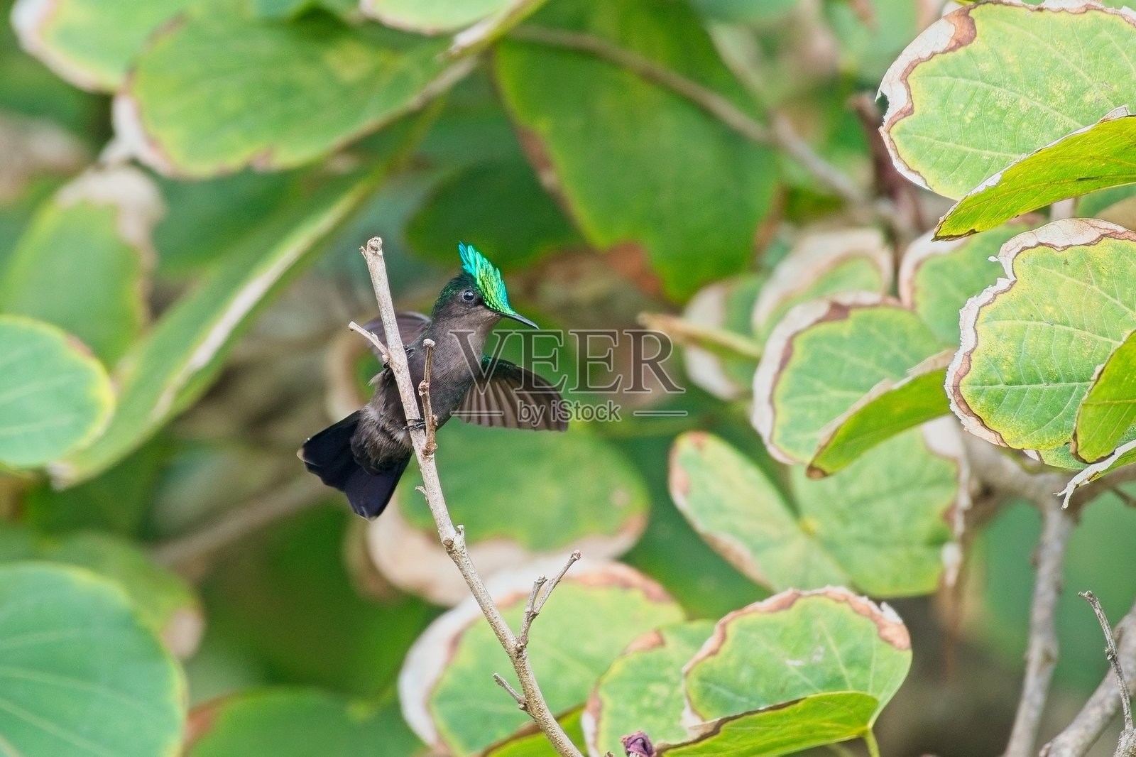 安提瓜冠蜂鸟 02照片摄影图片