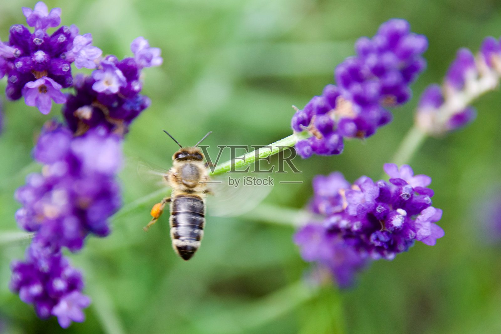 一只蜜蜂在鲜艳的紫色薰衣草附近盘旋照片摄影图片