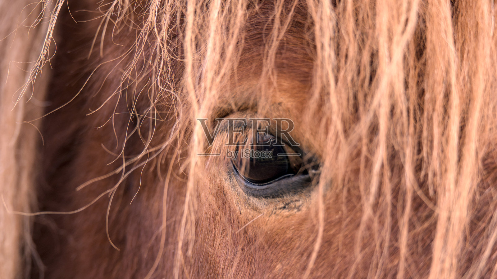 棕色冰岛马的眼睛特写。选择性对焦。照片摄影图片
