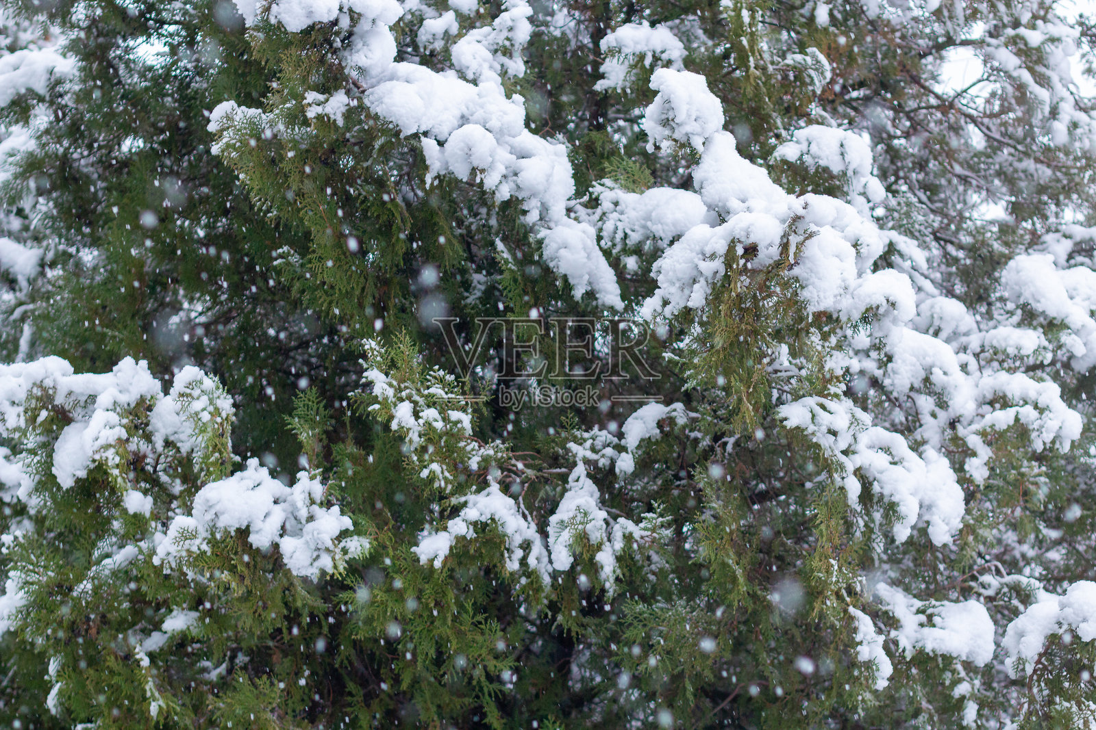 日落时分的雪覆盖树枝。雪白的森林。照片摄影图片
