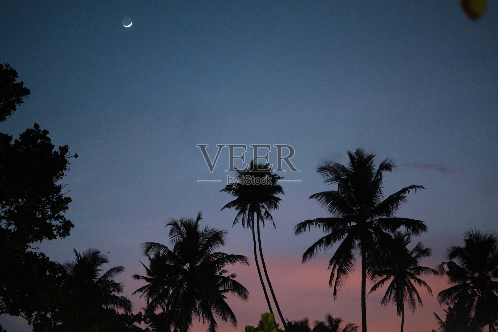 日落时分的棕榈树剪影照片摄影图片