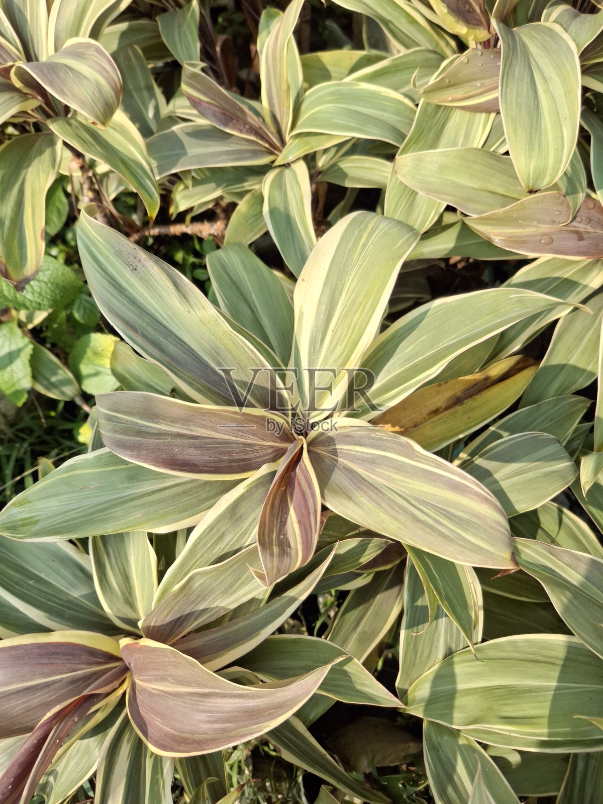 科迪莲(Cordyline fruticosa)叶子的特写,宽叶棕榈百合照片摄影图片