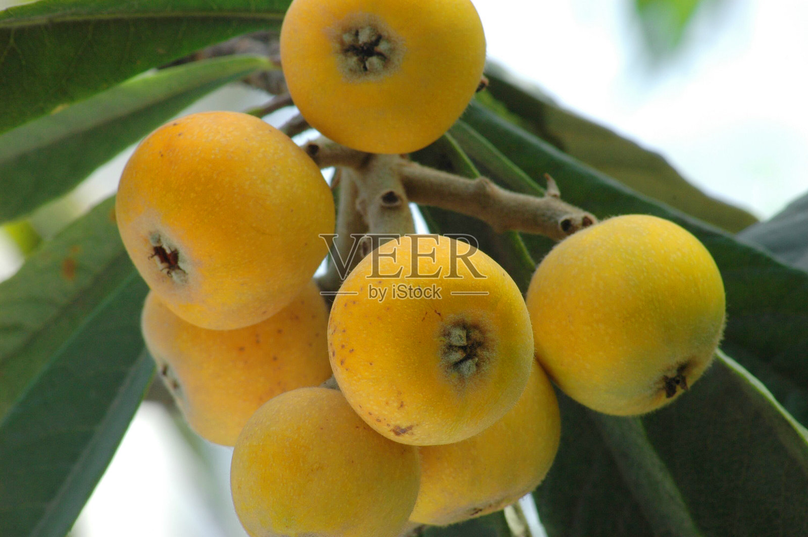 新鲜成熟的枇杷挂在树枝上照片摄影图片