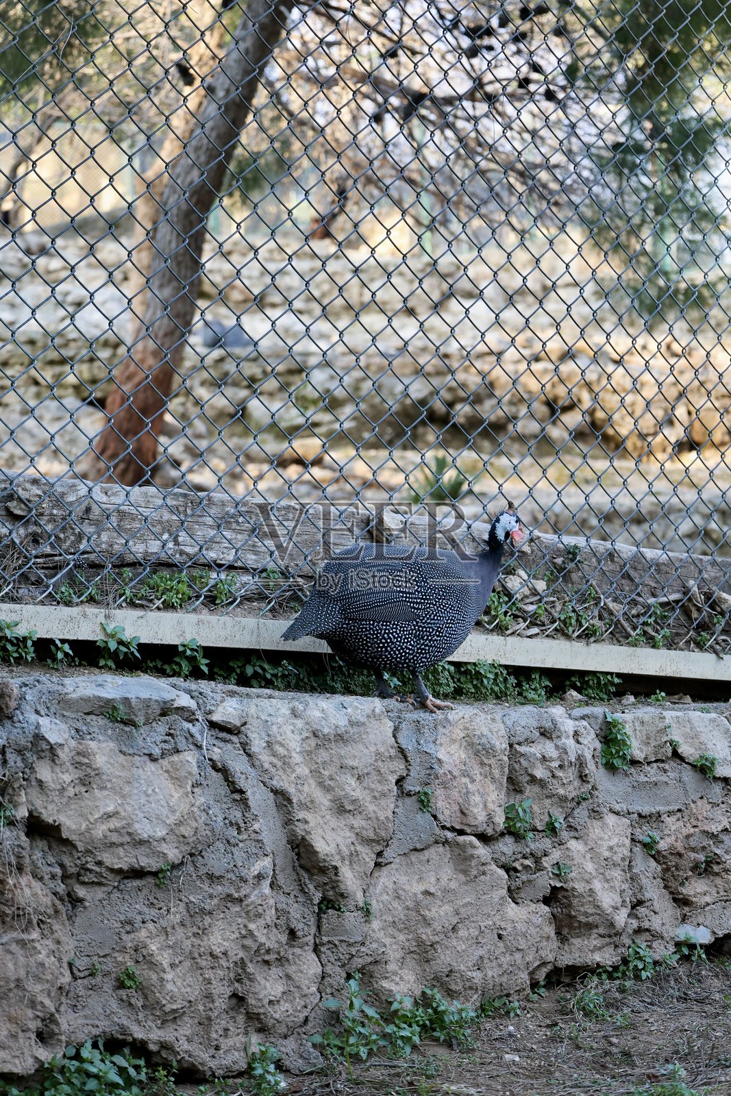 珍珠鸡围栏照片摄影图片