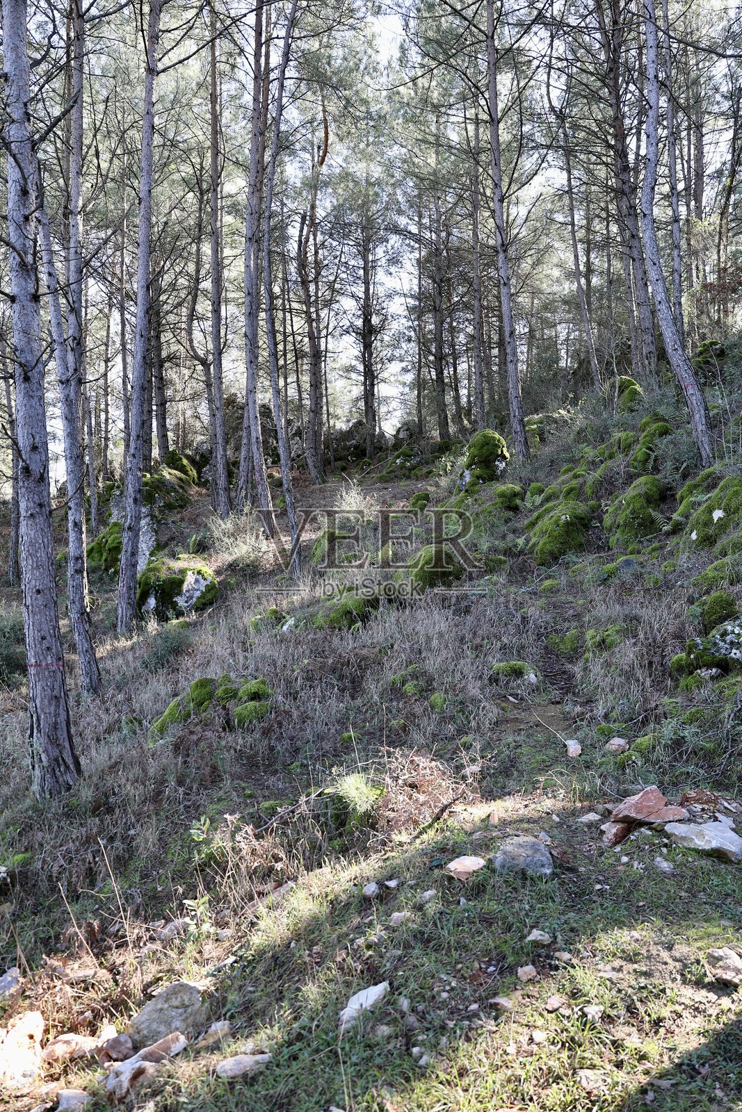 森林苔藓小径照片摄影图片