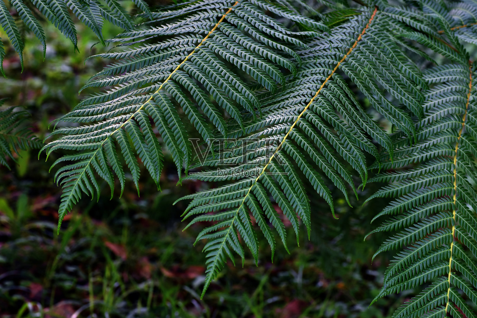 树蕨(Cyathea cooperi)叶片的细节照片摄影图片