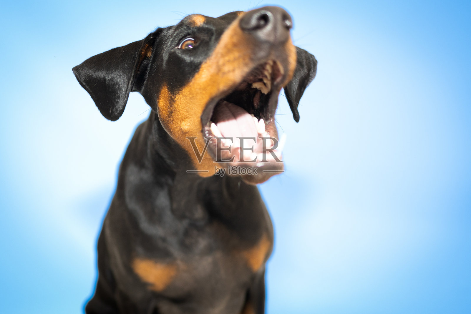 引人注目的杜宾犬与酷炫的蓝色背景照片摄影图片