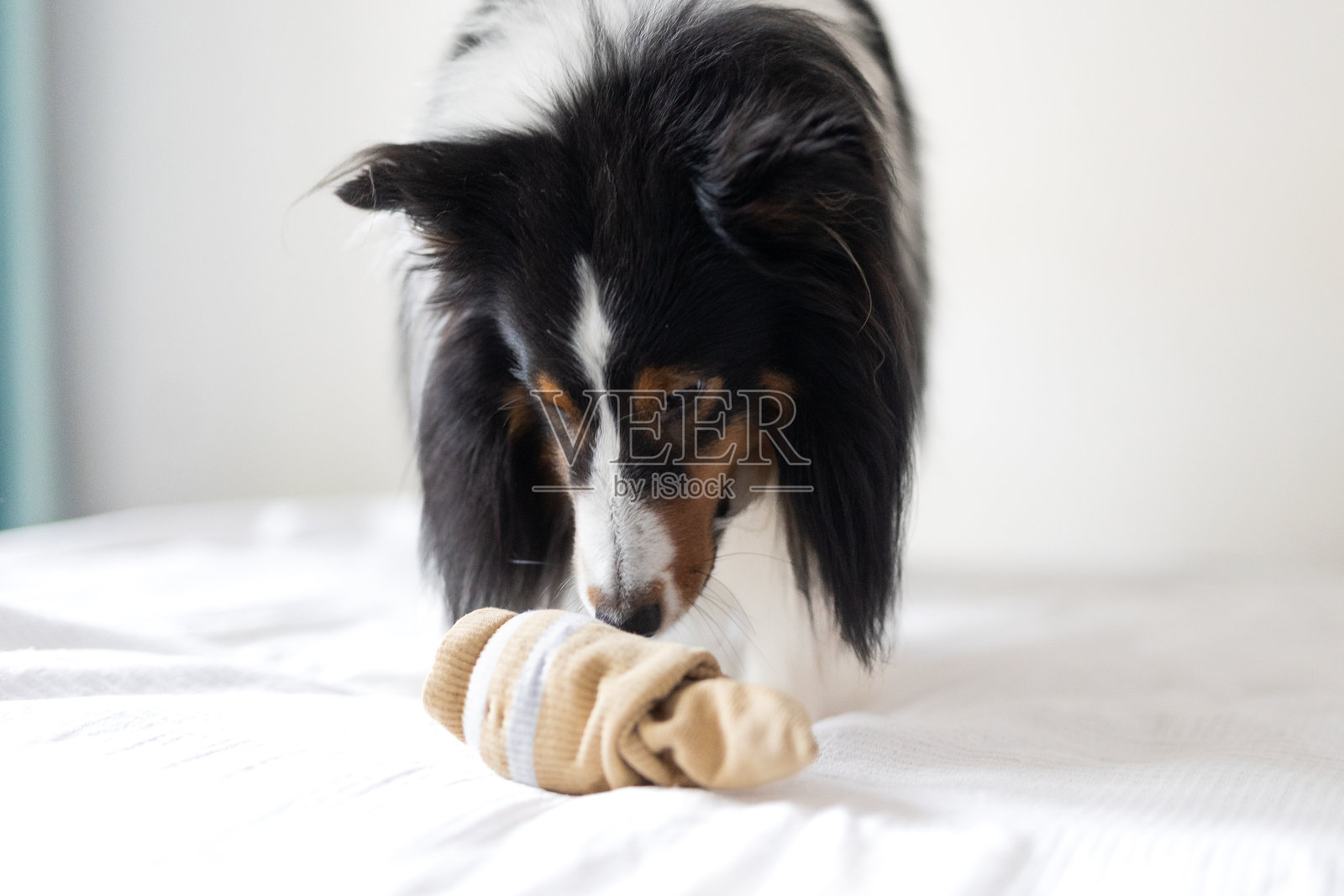 狗在玩袜子照片摄影图片