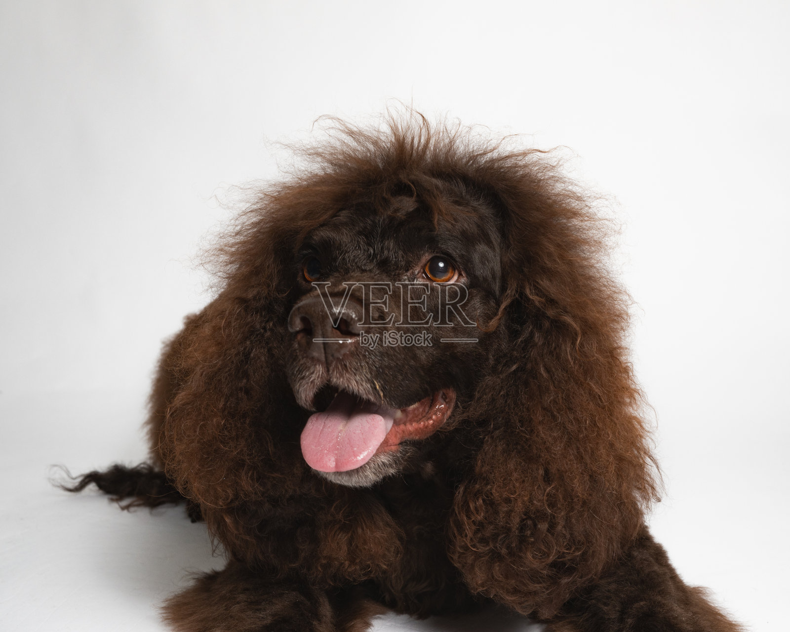 水猎犬 - 工作室肖像 - 躺着 - 微笑照片摄影图片