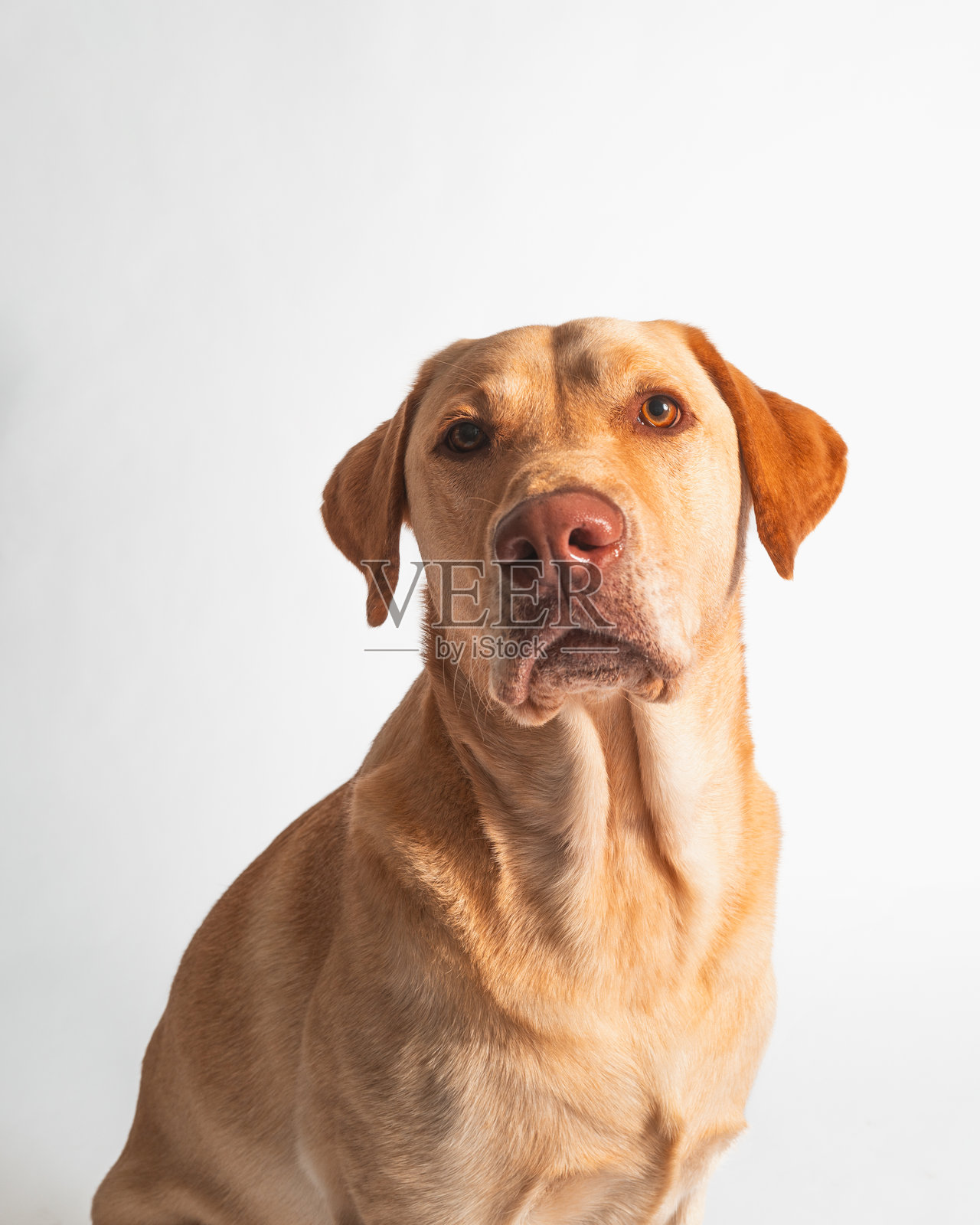 黄色橙色拉布拉多猎犬 - 工作室肖像 - 特写照片摄影图片