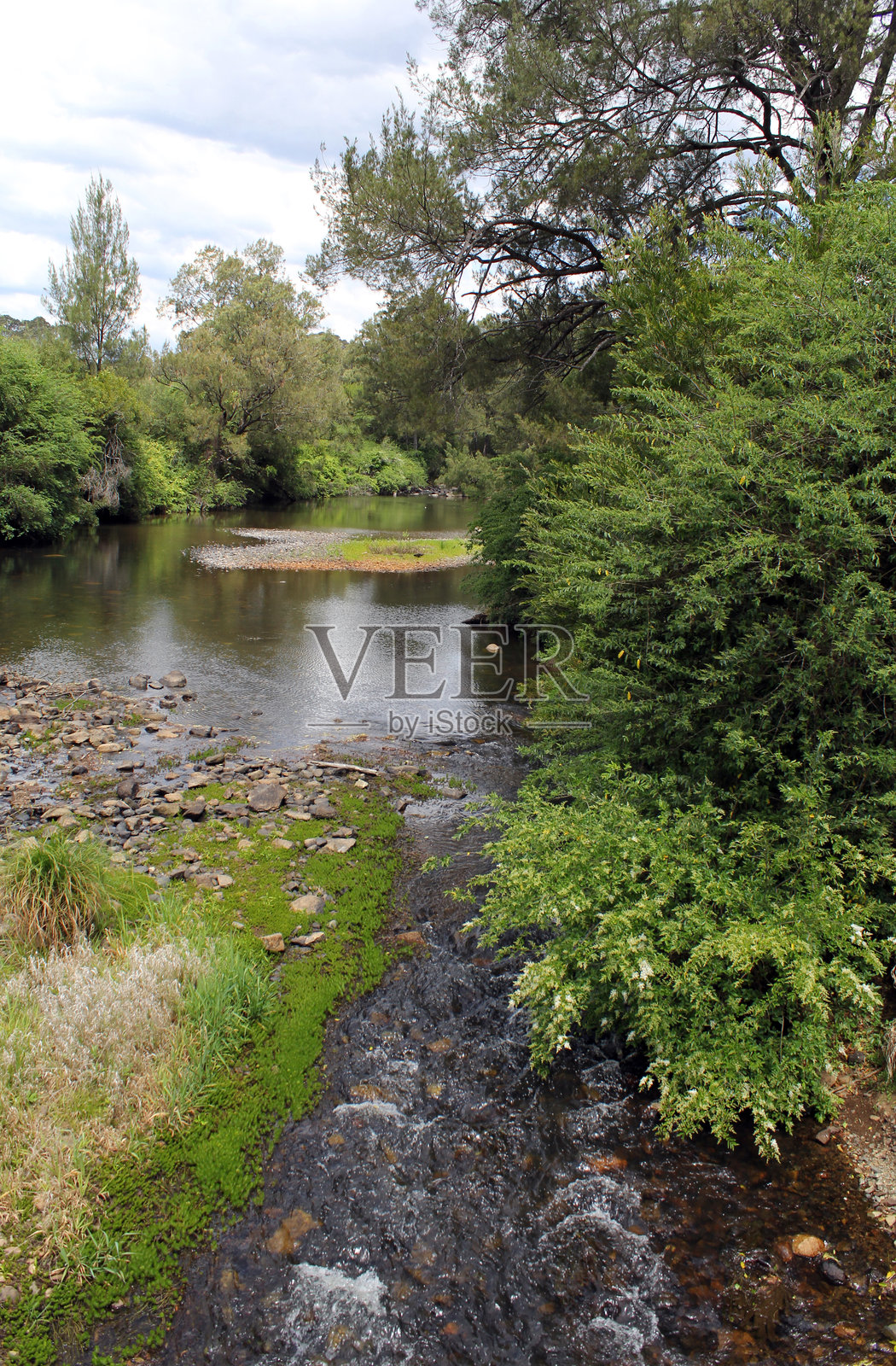 澳大利亚新南威尔士州的小默里河有水、树、植物和草照片摄影图片