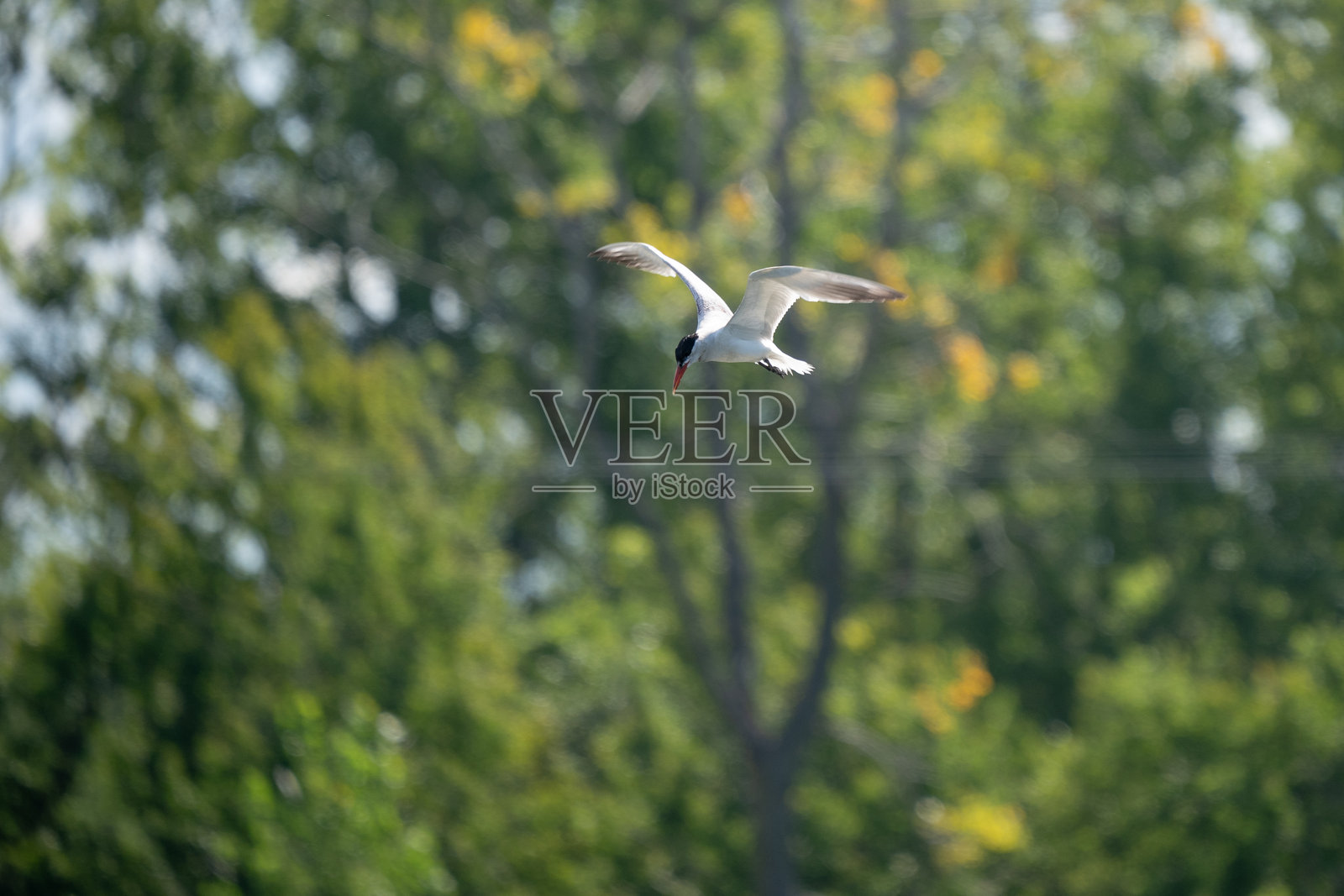 一只白色的鸟在树和水旁边的天空中飞翔照片摄影图片