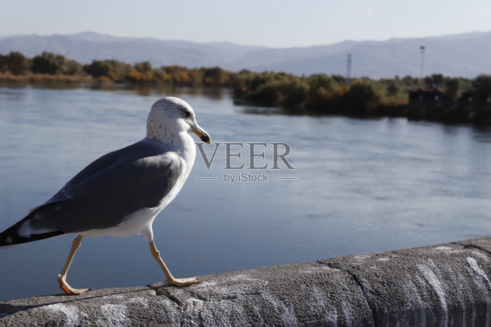 风景优美的河桥观马兽照片摄影图片