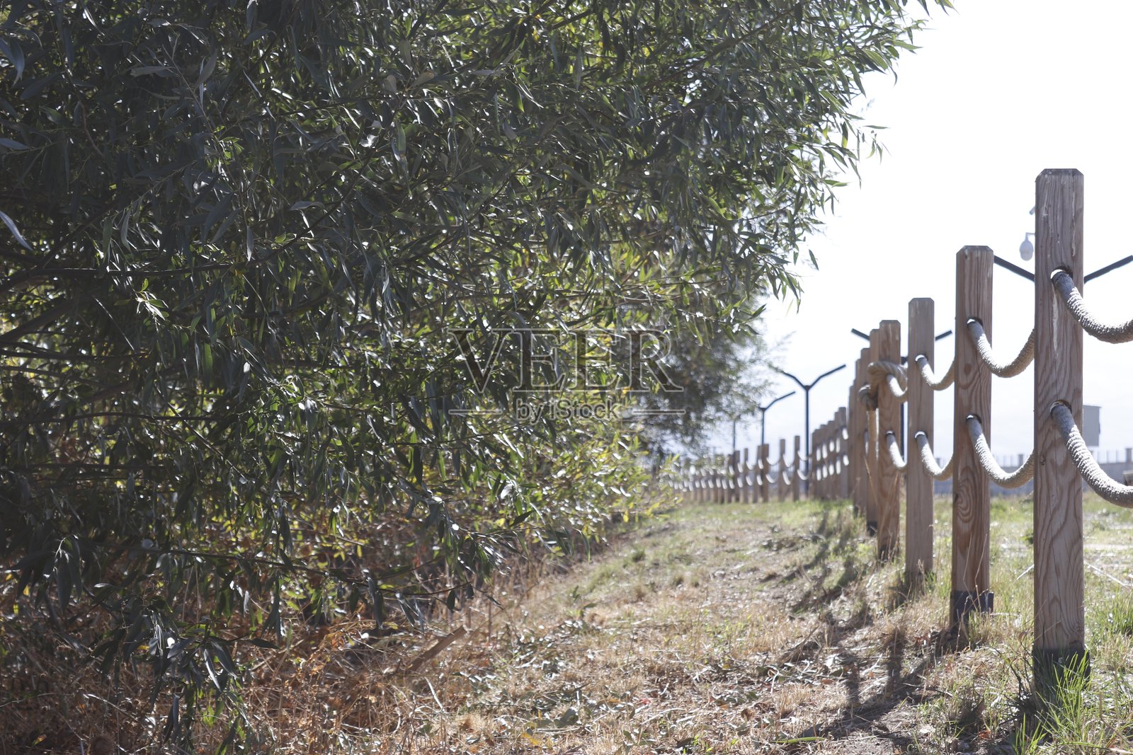 风景优美的河桥观马兽照片摄影图片