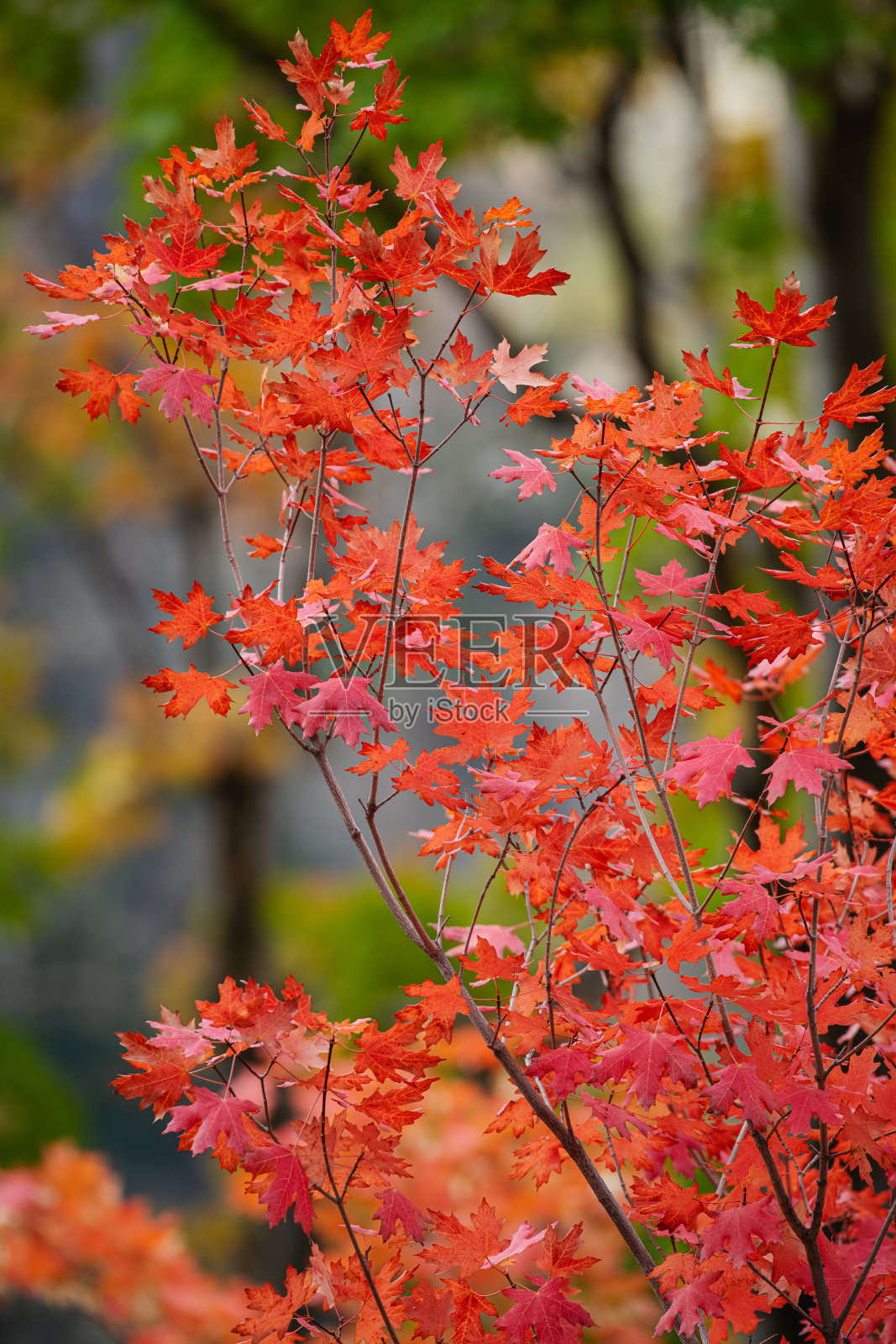 橘黄色和红色的秋叶在石山前照片摄影图片