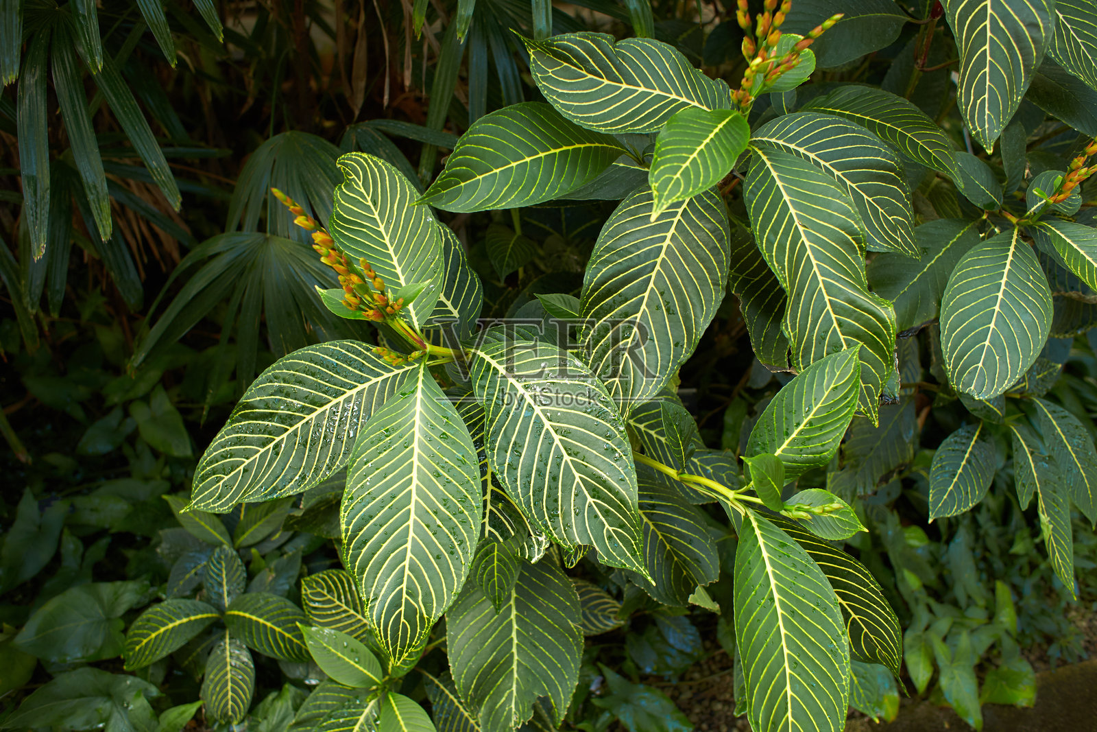 花园里的绿花。夏天和春天照片摄影图片