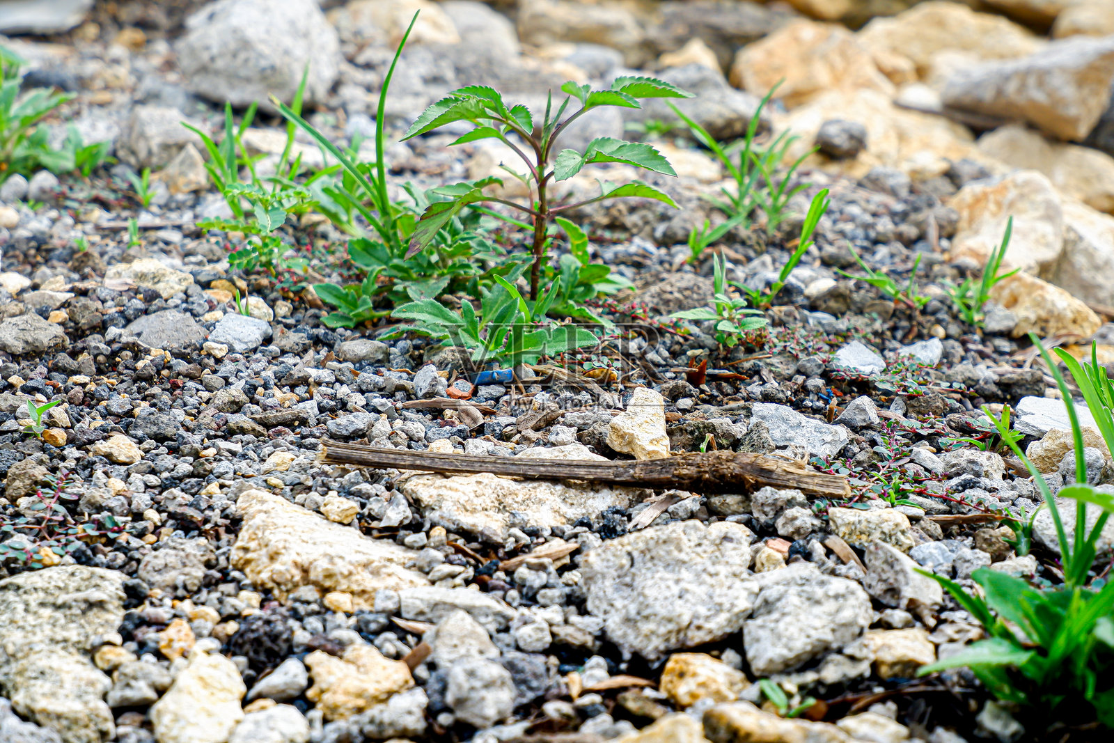 小路上的野生植物和砾石照片摄影图片
