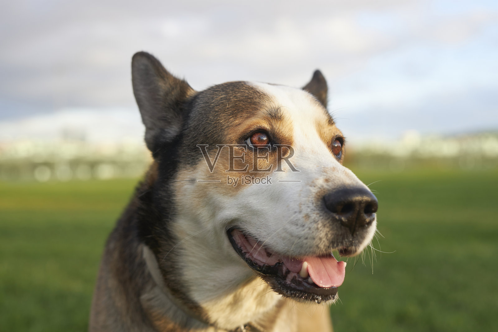 混血犬在绿色公园中尽情享受照片摄影图片