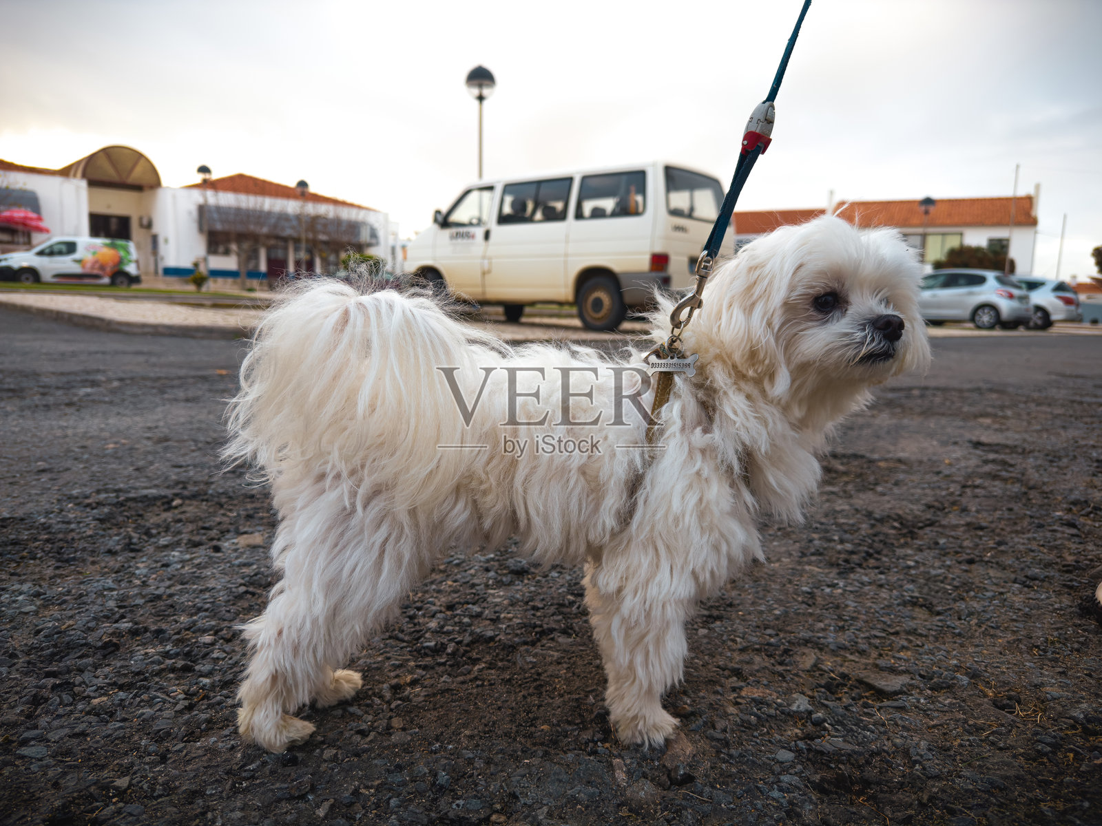 马尔济斯犬牵着绳子在街上散步照片摄影图片
