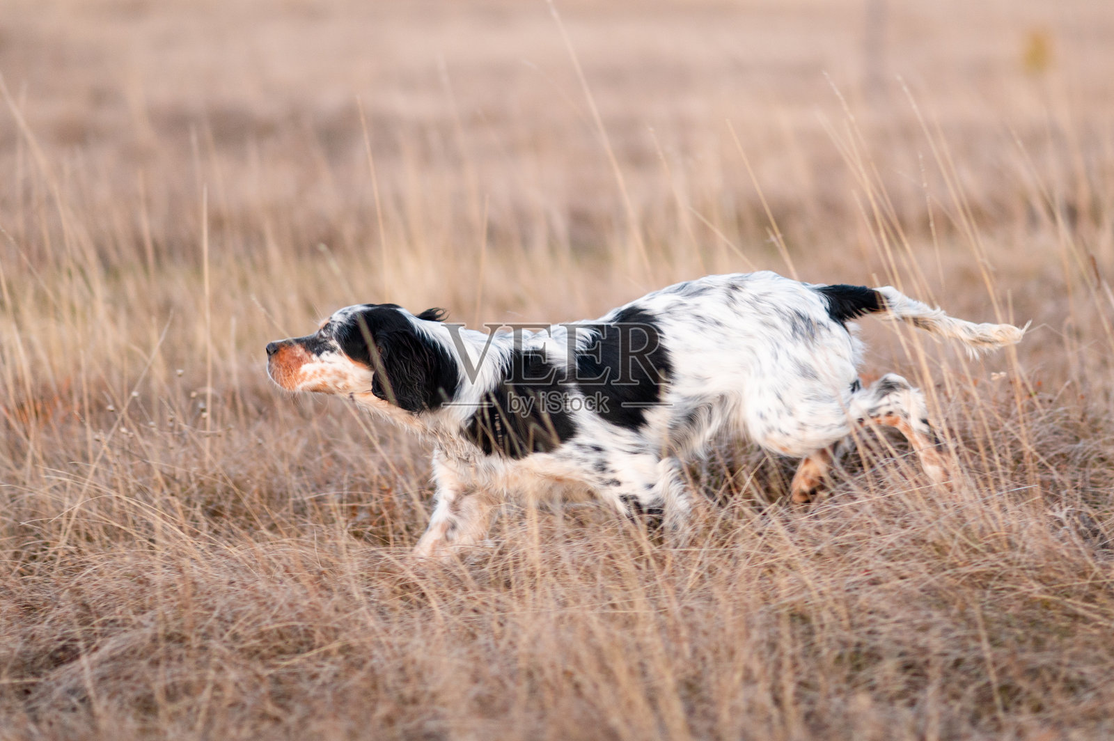 活力四射的英格兰塞特犬在干草丛中奔跑照片摄影图片