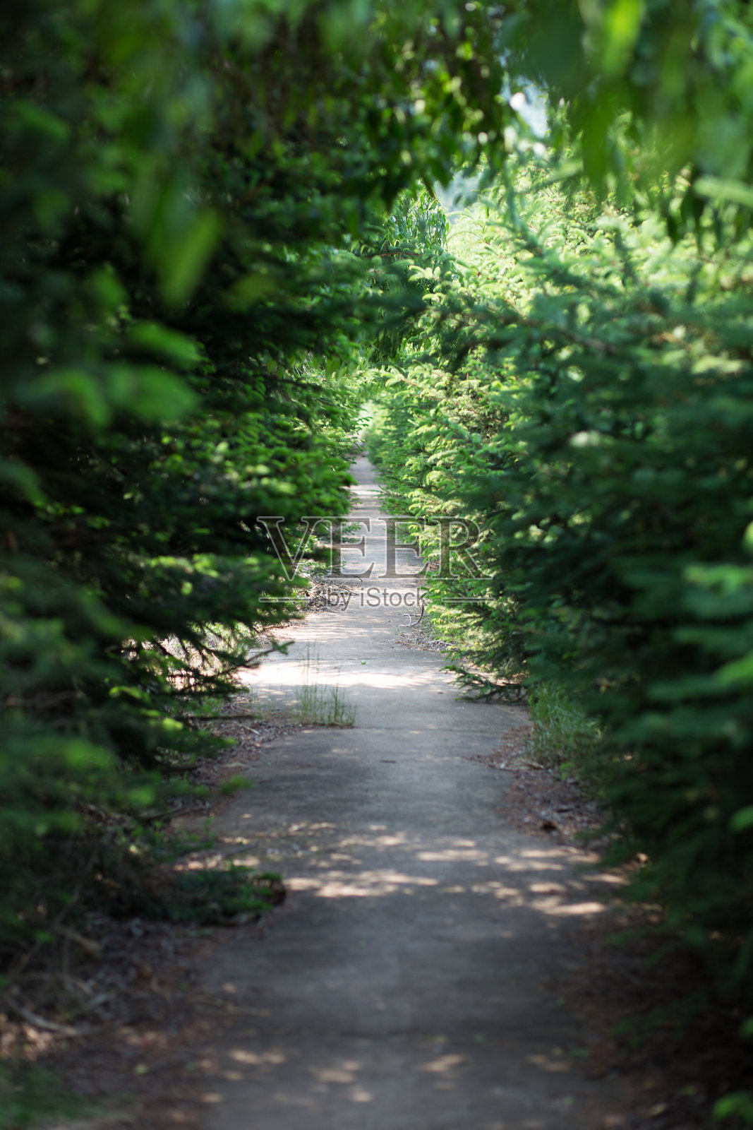 森林照片摄影图片