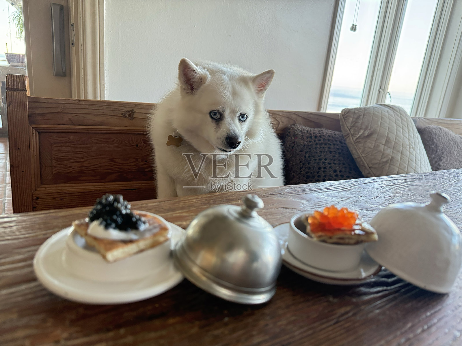 波美拉尼亚哈士奇照片摄影图片