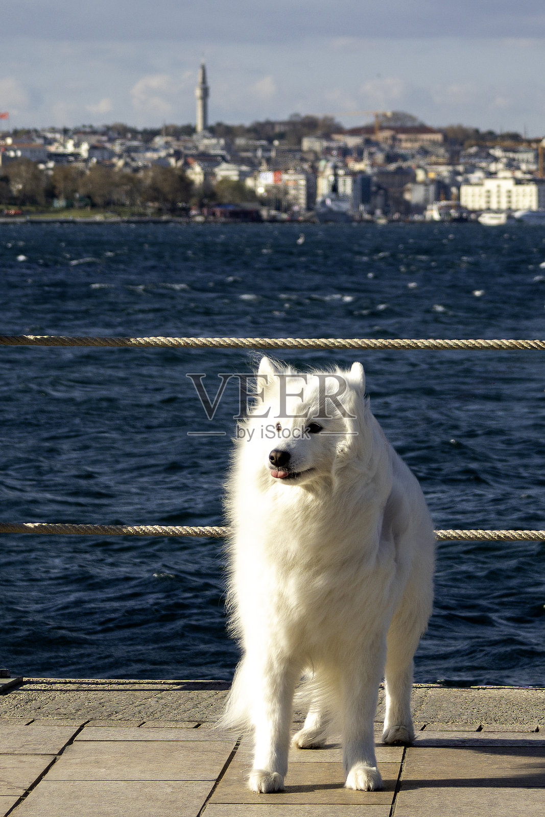 萨摩耶犬在海边散步照片摄影图片