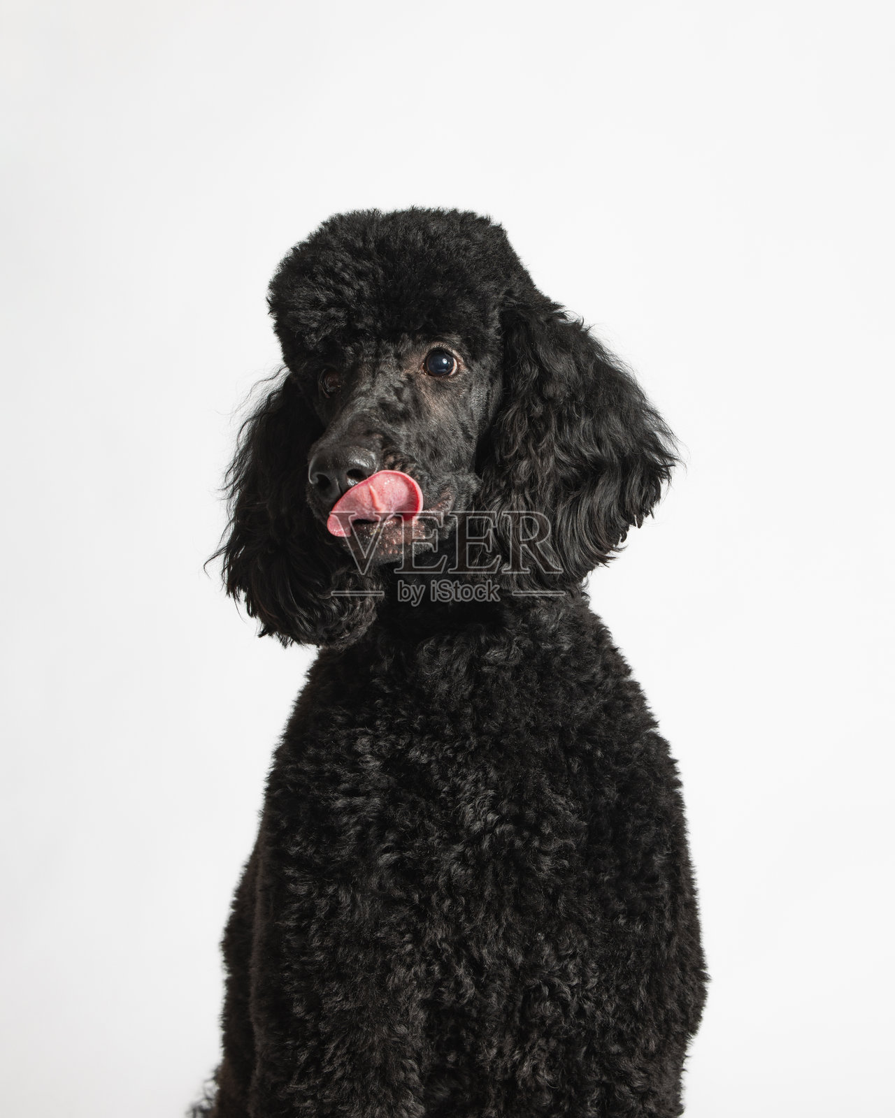 黑色标准贵宾犬 - 白色背景下的工作室肖像 - 特写照片摄影图片