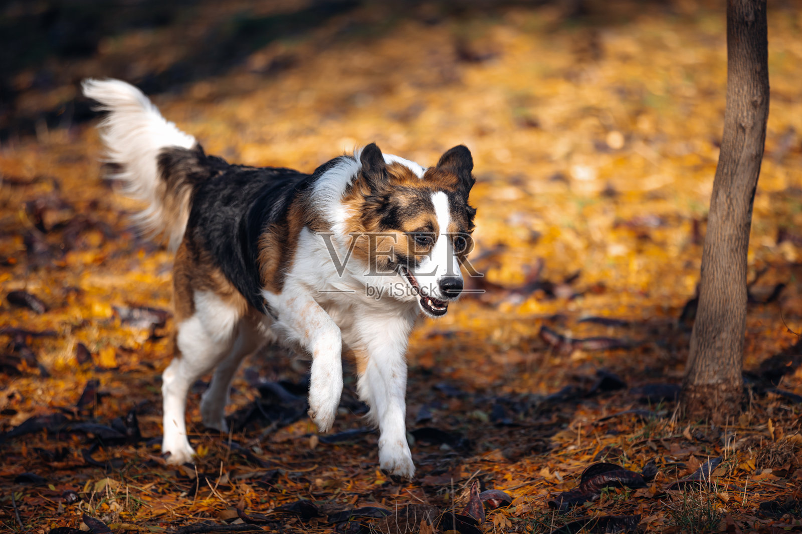 快乐的狗在阳光明媚的秋季森林地面上奔跑。照片摄影图片